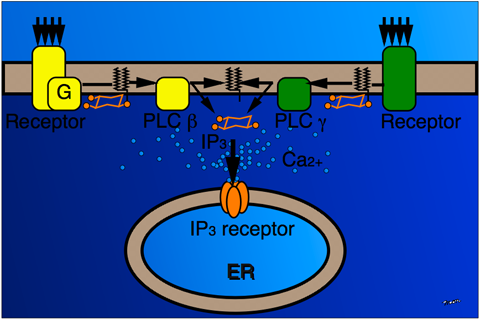 ip3r